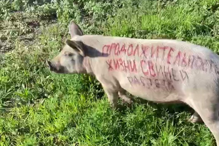 Известно, кто устроил позорную акцию со свиньей в Абакане 